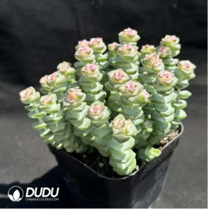 Crassula Jade Necklace Chemical Variegated Clustering (Scattered Clustering) - Image 2