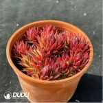 Sempervivum Sempervivum Orange Ball(Scattered Clustering) - Image 2