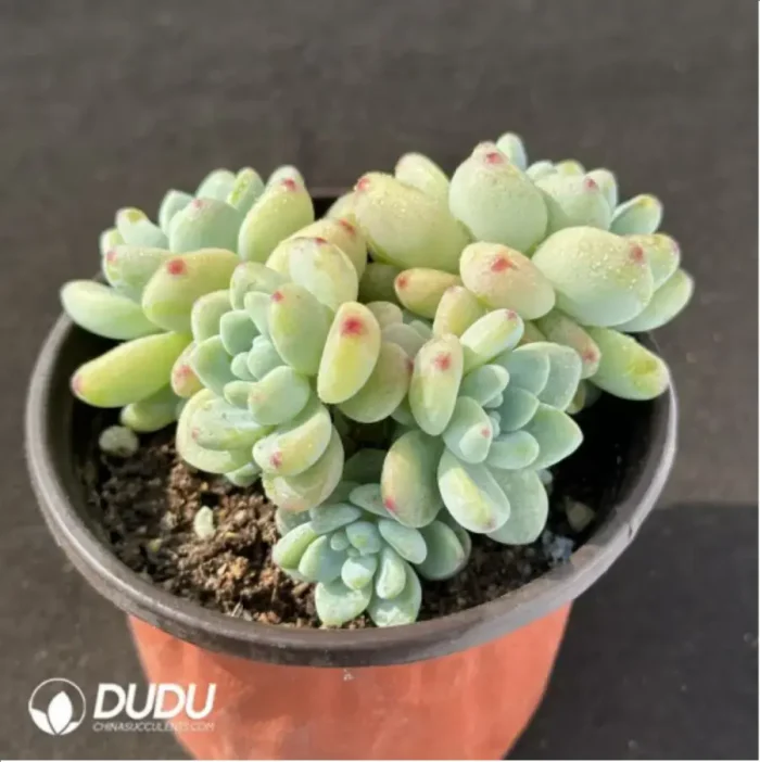 Graptopetalum Raul Clustering - Image 2