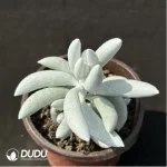 Senecio‘White Snow’ - Image 2