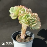 Echeveria Peach Pride Cristata - Image 2