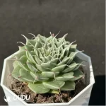 Echeveria Long Eyelashes - Image 2