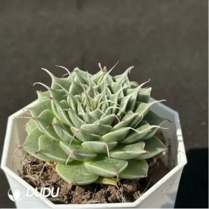 Echeveria Long Eyelashes - Image 2