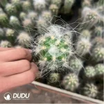 Cactus-Oreocereus celsianus var.bruennowii - Image 2