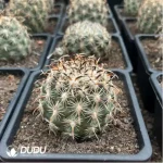 Cactus-Coryphantha Kracikii - Image 2