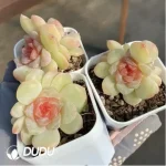 Echeveria Zhixia Double Head - Image 2