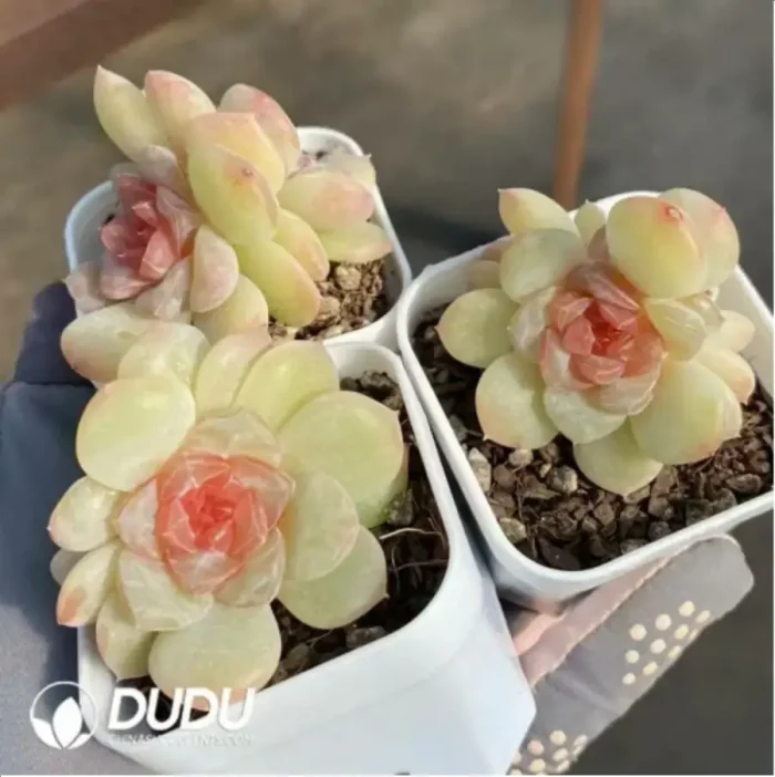 Echeveria Zhixia Double Head - Image 2