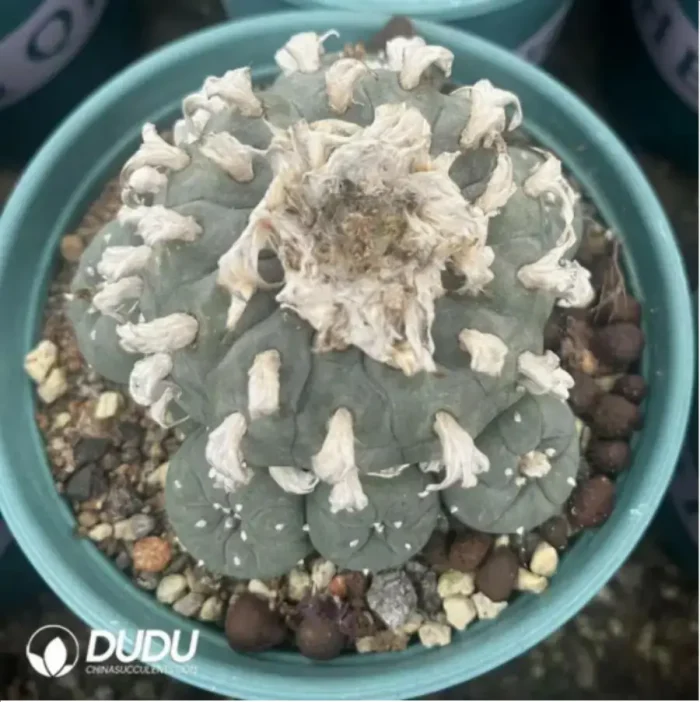 Cactus-Live turtle - Image 2