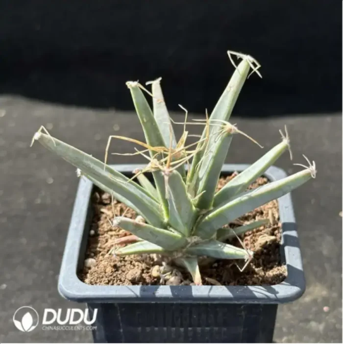 Cactus-Leuchtenbergia principis - Image 2