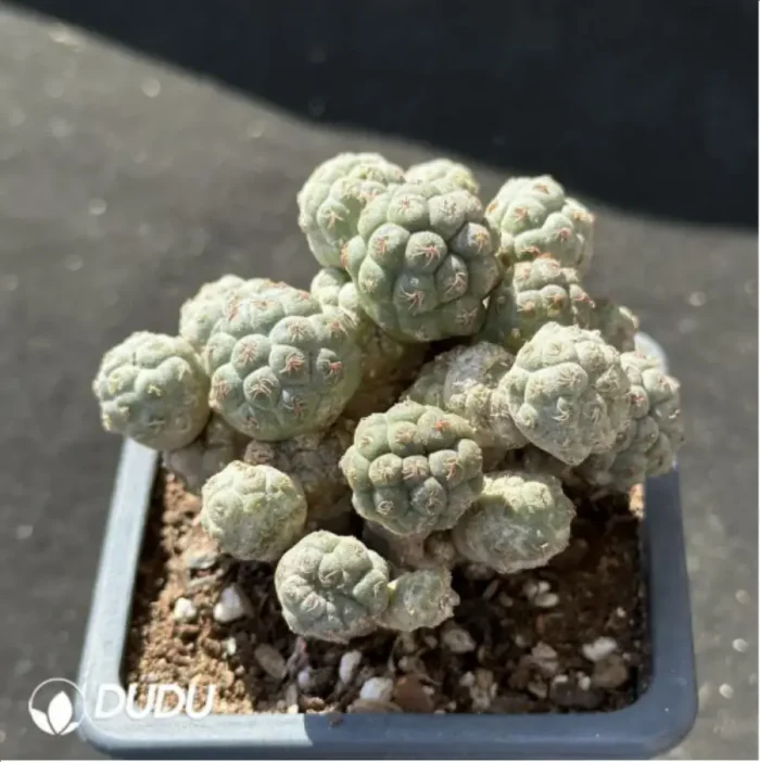 Cactus-Maihueniopsis Puna bonnieae Clustering - Image 2