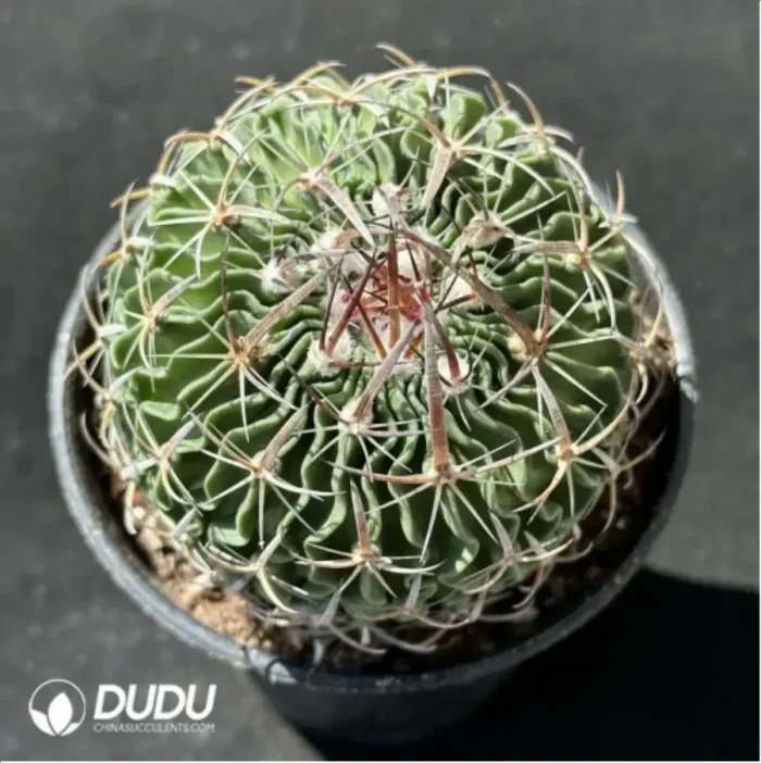 Cactus-Steno multicostatus?(Hildm.) - Image 2