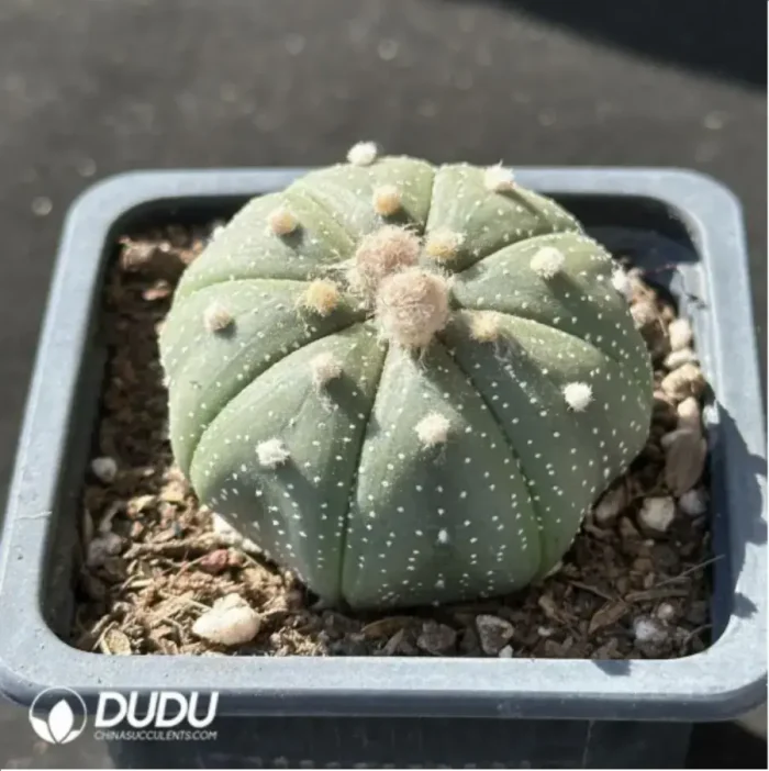 Cactus-Astrophytum asteria - Image 2