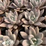 Echeveria ruby donna Varigated - Image 2