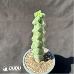 Myrtillocactus geometrizans - Image 2