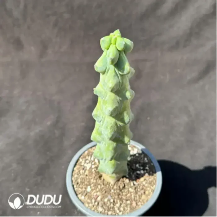 Myrtillocactus geometrizans - Image 2