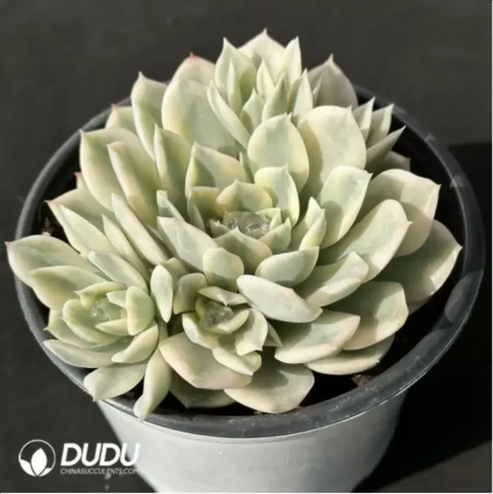 Echeveria moon river variegated clustering - Image 2