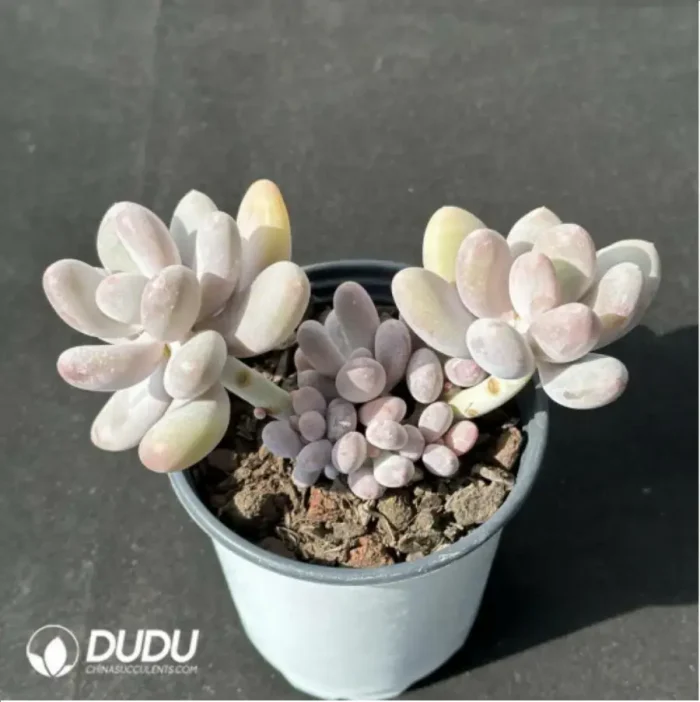 Pachyphytum beaver beauty clustering - Image 2