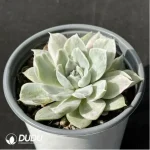 Echeveria Simpson variegated - Image 2