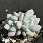Echeveria Pinellia ternata Double - Image 2