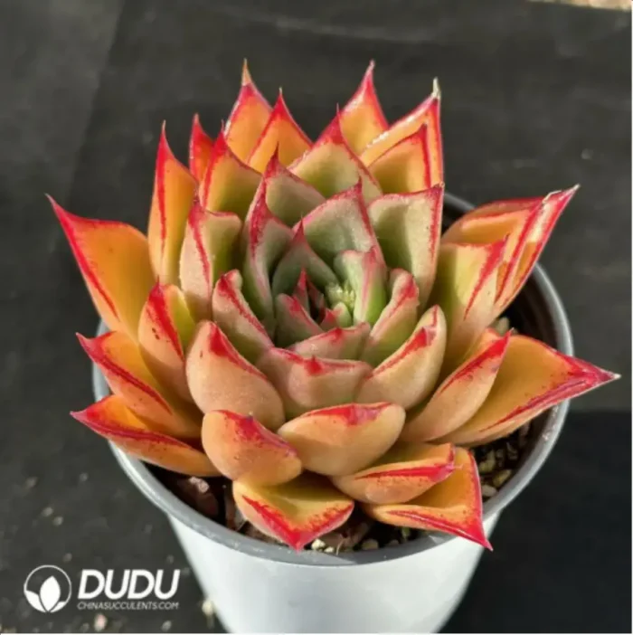 Echeveria Mrs. Pan - Image 2