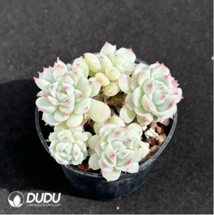 Echeveria Xiaoqiao Clustering - Image 2