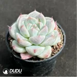 Echeveria 'Rumengling' - Image 2