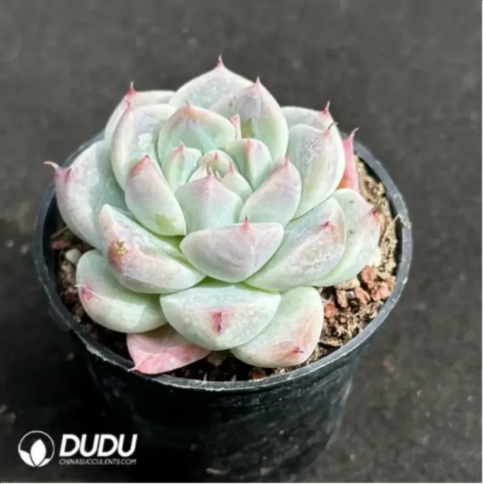 Echeveria 'Rumengling' - Image 2