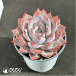 Echeveria 'Blue bird' - Image 2
