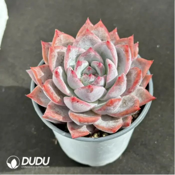 Echeveria 'Blue bird' - Image 2