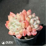 Echeveria Alba Clustering - Image 2