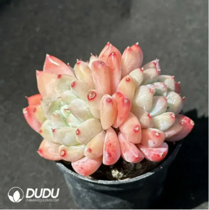 Echeveria Alba Clustering - Image 2