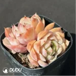 Echeveria Sugar Heart Double - Image 2