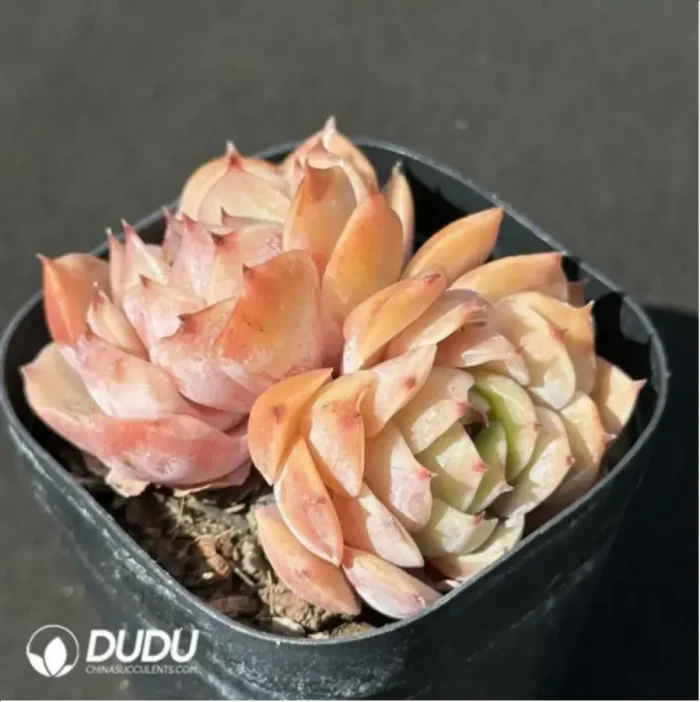 Echeveria Sugar Heart Double - Image 2