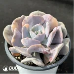 Echeveria Exotic variegated - Image 2