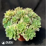 Aeonium Starburst Variegated cluster - Image 2