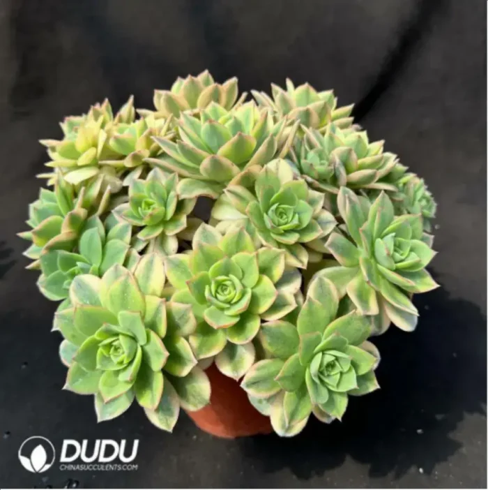 Aeonium Starburst Variegated cluster - Image 2