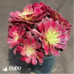 Aeonium Xueji Variegated Clustering - Image 2