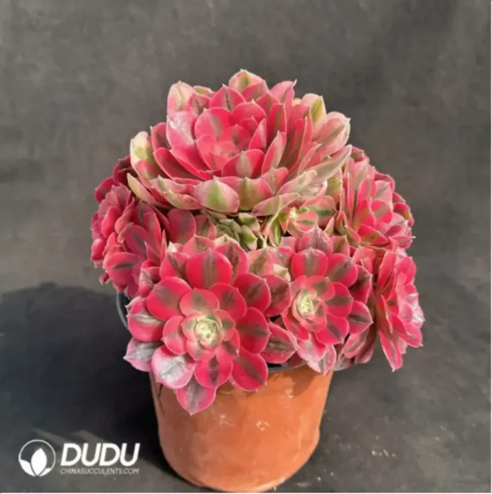 Aeonium Pink Witch Variegated Clustering - Image 2