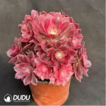Aeonium Pink Witch Variegated Clustering - Image 2