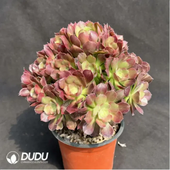 Aeonium Athena Variegated Clustering - Image 2