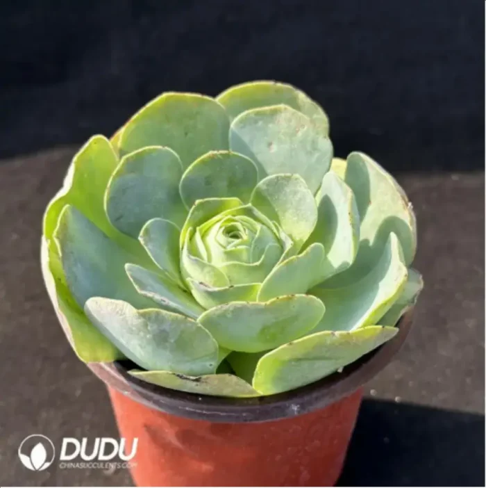 Aeonium Greenovia Arora - Image 2