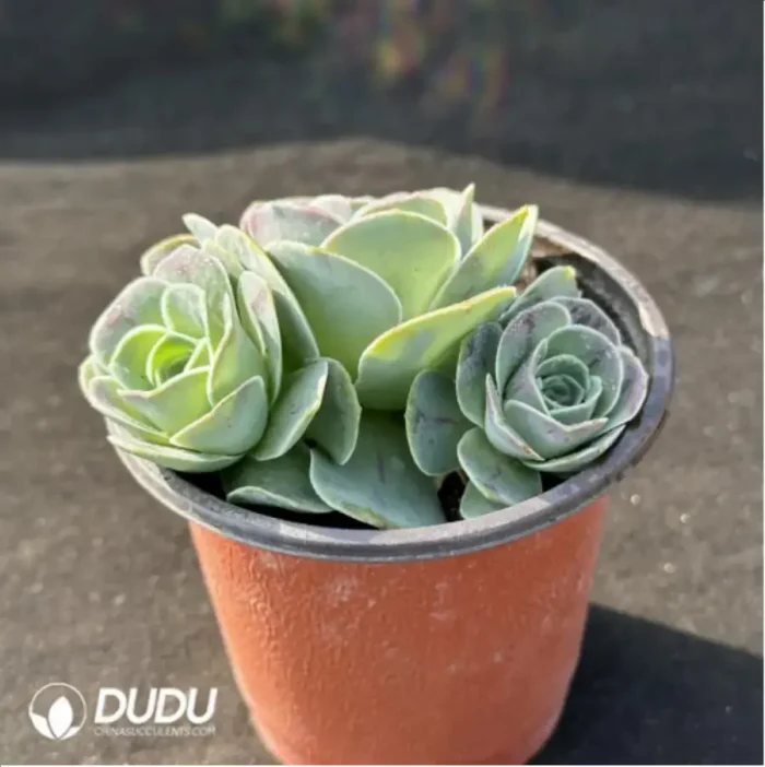 Aeonium Jero Greenovia Clustering - Image 2