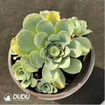 Aeonium Greenovia Sexy Clustering - Image 2
