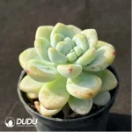 Sedum clavatum - Image 2