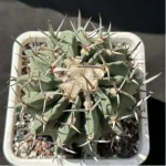 Cactus-Imperial Sword - Image 2