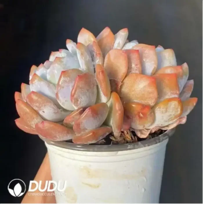 Echeveria Monroe double - Image 2