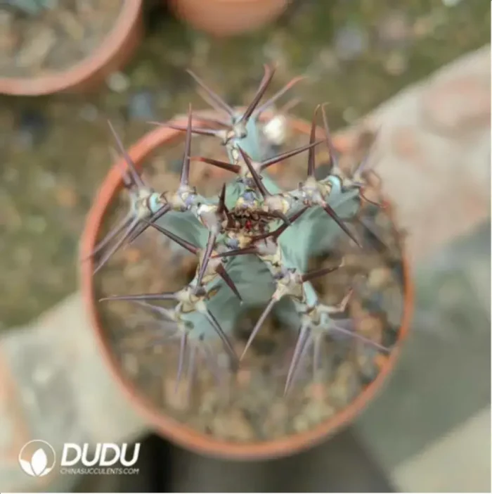 Euphorbia-zoutpansbergensis - Image 2