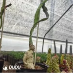 Euphorbia-stellata - Image 2