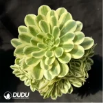 Aeonium Maybach clustering - Image 2
