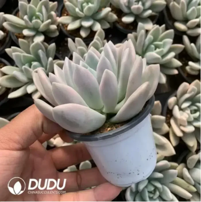 Graptoveria 'Opalina' Marginata - Image 2